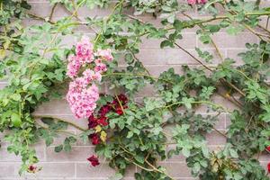 beau rosier grimpant sur brique grise vintage dans un jardin fleuri photo