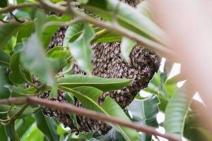 grand peigne sauvage d'abeille de miel sur la branche d'arbre photo