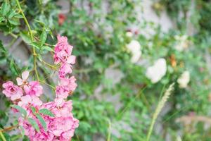 beau rosier grimpant sur brique grise vintage dans un jardin fleuri photo