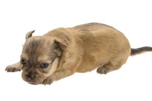 Chiot chihuahua sur blanc photo