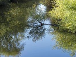 branches d'arbres reflétées sur la surface d'une rivière photo