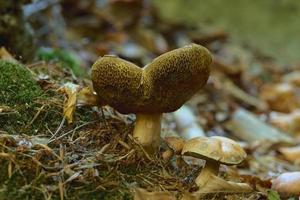 champignons dans la forêt photo