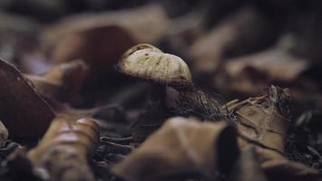 champignons dans la forêt photo