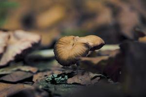 champignons dans la forêt photo