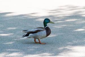 canard au sol photo