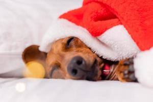 mignon chien teckel dort dans son lit à noël dans un bonnet de noel. animaux de compagnie pour la nouvelle année photo