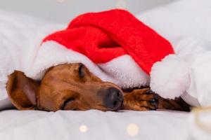 mignon chien teckel dort dans son lit à noël dans un bonnet de noel. animaux de compagnie pour la nouvelle année photo