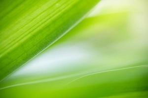 abstrait nature de fond de feuille verte sur fond de verdure floue dans le jardin. feuilles vertes naturelles plantes utilisées comme page de couverture de fond de printemps verdure environnement écologie fond d'écran vert citron photo