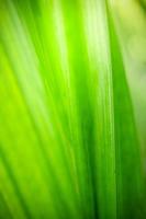 abstrait nature de fond de feuille verte sur fond de verdure floue dans le jardin. feuilles vertes naturelles plantes utilisées comme page de couverture de fond de printemps verdure environnement écologie fond d'écran vert citron photo