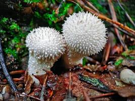 champignons sur le sol de la forêt en automne photo