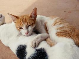 le câlin des chats mignons montre la chaleur, l'intimité, la confiance, la gaieté. photo