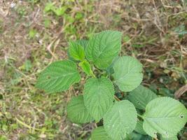 feuilles dans le jardin photo