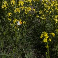 Papillon à pointe orange sur un cresson -barbarea vulgaris-, aussi barbara herb. papillon blanc et orange sur une fleur jaune photo