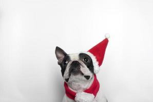 un boston terrier curieux dans un bonnet et une écharpe du père noël a levé la tête et regarde un fond blanc. le concept du nouvel an et de noël. espace de copie. photo