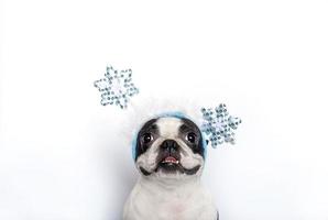 portrait d'un drôle de mignon chien boston terrier dans un drôle de bandeau de noël sur la tête avec des flocons de neige bleus brillants sur fond blanc. espace de copie. photo