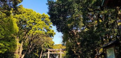 porte torii debout à l'entrée du sanctuaire meiji jingu dans la forêt urbaine de harajuku, tokyo. photo