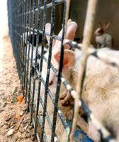 lapins à l'intérieur d'une cage à vendre au marché traditionnel des animaux asiatiques photo