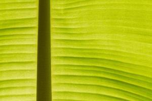 feuille de bananier vert frais rétroéclairé photo
