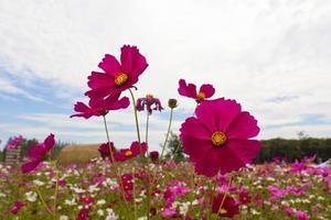 jardin de fleurs de cosmos rose photo