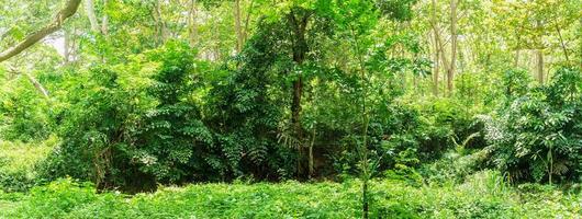 jungle panoramique de la forêt tropicale humide en thaïlande photo