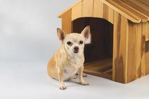 chien chihuahua à poil court brun assis devant une niche en bois, regardant la caméra, isolé sur fond blanc. photo