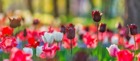 belles tulipes colorées sur un paysage naturel ensoleillé de printemps flou. panorama de fleurs de tulipes en fleurs lumineuses pour le concept d'amour nature printemps. incroyable scène de source naturelle, conception, bannière florale tranquille photo