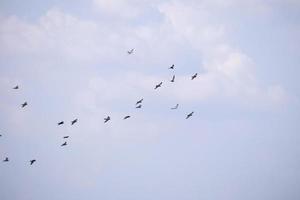 volée d'oiseaux volant dans le ciel bleu photo