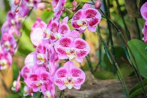 belle fleur d'orchidée phalaenopsis qui fleurit dans le fond floral du jardin photo