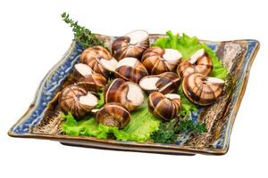 escargot sur blanc photo