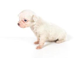 Chiot chihuahua sur blanc photo