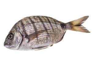 tilapia cru sur blanc photo