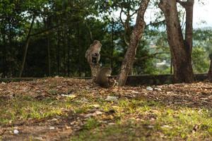 vue de singe sauvage photo