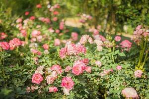 belle fleur de roses roses dans le jardin photo