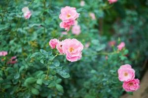 belles roses roses colorées fleurissent dans le jardin photo