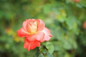 belles roses fleurissent dans le jardin photo