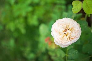 belles roses fleurissent dans le jardin photo