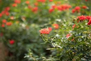 belle fleur de roses colorées dans le jardin photo