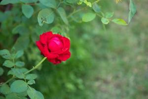 belle fleur de roses rouges dans le jardin photo