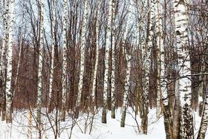 bouleaux nus dans les bois en hiver photo