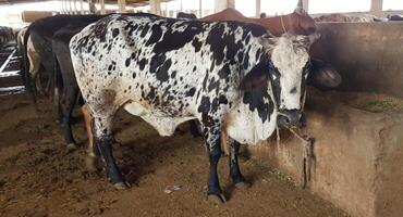 vue de face d'une vache noire et blanche à la ferme photo