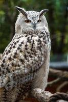 hibou grand-duc photo