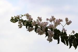 fleurs d'été sur les arbres dans un parc de la ville en israël. photo