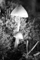deux petits champignons en filigrane photographiés en noir et blanc, sur de la mousse avec une tache lumineuse photo