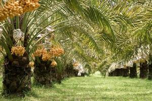 les belles dattes jaunes cultivées en thaïlande peuvent être consommées fraîches. photo