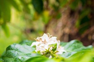 fleurs de café blanc dans des feuilles vertes plantation d'arbres gros plan photo