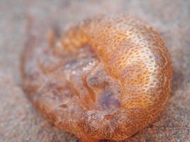 photo macro d'une méduse en pointillé orange morte de séchage sur le sable