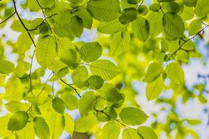 fond de feuilles vertes. belle nature de feuille verte dans le jardin en été. feuilles vertes naturelles plantes utilisant comme printemps été fraîcheur fond page couverture verdure environnement écologie fond d'écran photo