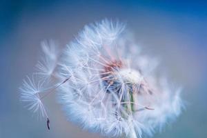 gros plan de pissenlit sur bannière de lumière naturelle, gros plan de nature artistique. fond de printemps été. macro nature de rêve, plante florale. fleur sauvage saisonnière abstraite bleu vert doux. concept de souhait et de rêve photo