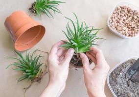 femme transplantant haworthia dans un pot à table, vue de dessus. entretien des plantes d'intérieur photo