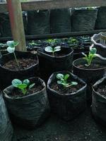 graines vertes dans un sac de jardinière photo